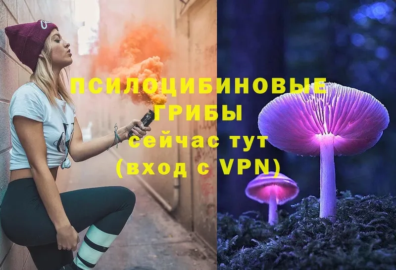 купить наркотики цена  Уварово  Галлюциногенные грибы Psilocybine cubensis 